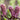 Petasites Hybridus - MP089A Packs