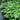 Petasites albus - Marginal Pond Plants - MP089