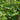 Petasites hybridus (Umbrella plant) - Marginal Pond Plants - MP089A