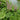 Petasites hybridus (Umbrella plant) - Marginal Pond Plants - MP089A