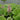 Petasites hybridus (Umbrella plant) - Marginal Pond Plants - MP089A