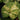 Petasites Japonicus Variegated - Marginal Pond Plants  - MP089C