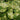 Petasites Japonicus Variegated - Marginal Pond Plants  - MP089C