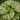 Petasites Japonicus Variegated - Marginal Pond Plants  - MP089C