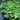 Petasites Albus - MP089 Packs