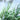 Phalaris arundinacea var picta (Gardener’s garters) - Marginal Pond Plants - BP093