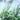 Phalaris arundunacea - BP329 Packs
