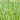 Phalaris arundinacea (Reed canary grass) - Marginal Pond Plants - BP329