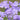 Phlox Subulata - Light Pink 1.5L