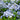 Phlox divaricata 'Blue Moon'