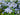 Phlox divaricata 'Blue Moon'