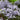 Phlox divaricata 'Clouds of Perfume'