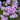Phlox maculata 'Natascha'