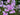 Phlox maculata 'Natascha'
