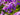 Phlox paniculata 'Amethyst'