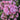 Phlox paniculata 'Bambini Candy Crush'