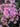 Phlox paniculata 'Bambini Candy Crush'