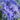 Phlox paniculata 'Blue Boy'