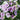 Phlox paniculata 'Bold and Beautiful'