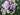 Phlox paniculata 'Bold and Beautiful'