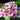 Phlox paniculata 'Bright Eyes'