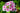 Phlox paniculata 'Bright Eyes'