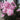 Phlox paniculata 'Brilliant Eye'