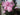 Phlox paniculata 'Brilliant Eye'