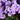 Phlox paniculata 'Cinderella'