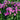Phlox paniculata 'Classic Cassis'
