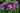 Phlox paniculata 'Classic Cassis'