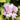 Phlox paniculata 'Cool Water'