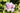 Phlox paniculata 'Cool Water'