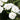 Phlox paniculata 'Danielle'