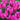 Phlox paniculata 'Delilah'