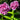 Phlox paniculata 'Eva Cullum'
