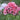 Phlox paniculata 'Fairytale of the Ural'