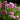 Phlox paniculata 'Ferris Wheel'
