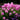 Phlox paniculata 'Fondant Fancy'