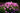 Phlox paniculata 'Fondant Fancy'