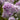 Phlox paniculata 'Franz Schubert'
