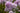Phlox paniculata 'Franz Schubert'