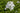 Phlox paniculata 'Fujiyama'