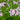 Phlox paniculata 'Graf Zeppelin'