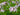 Phlox paniculata 'Graf Zeppelin'