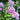 Phlox paniculata 'Herbstwalzer'