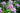 Phlox paniculata 'Herbstwalzer'