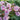 Phlox paniculata 'Hesperis'