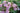 Phlox paniculata 'Hesperis'