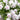 Phlox paniculata 'Ice Cream'